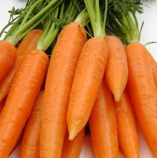 Red Core Carrots - Seeds - Organic - Non Gmo - Heirloom Seeds – Vegetable Seeds - USA Garden Seeds
