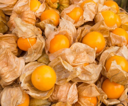 Cape Gooseberry (Physalis Peruviana) - Organic - Non Gmo - Grow Your Own Gooseberry At Home - Fresh Seeds!