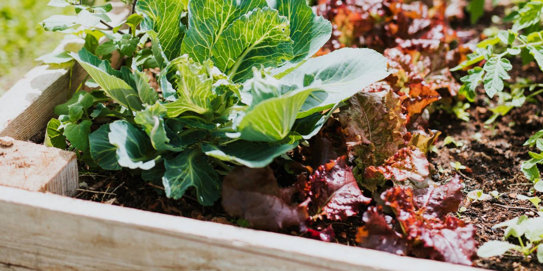 The Benefits of Raised Bed Gardening: Why You Should Consider It for Your Next Garden