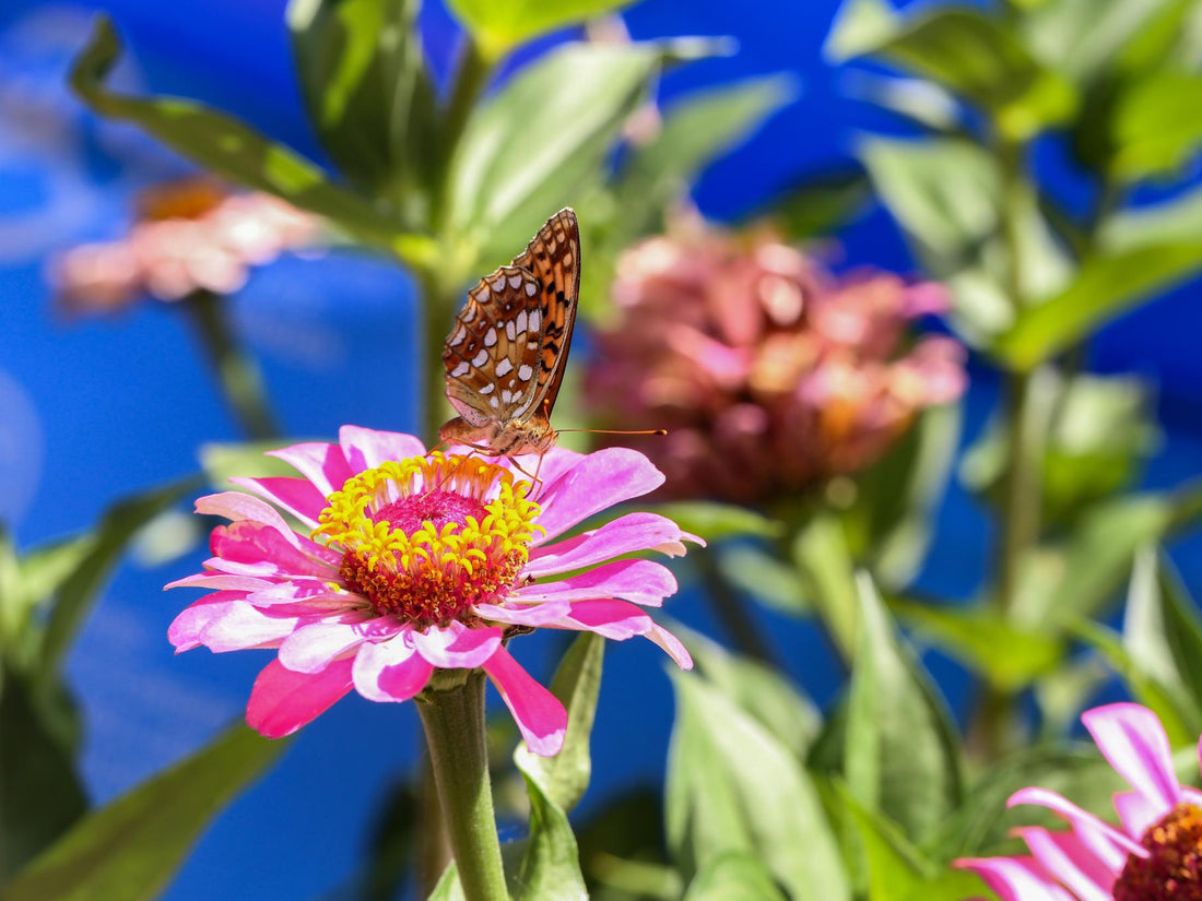 The Importance of Pollinators in Your Garden