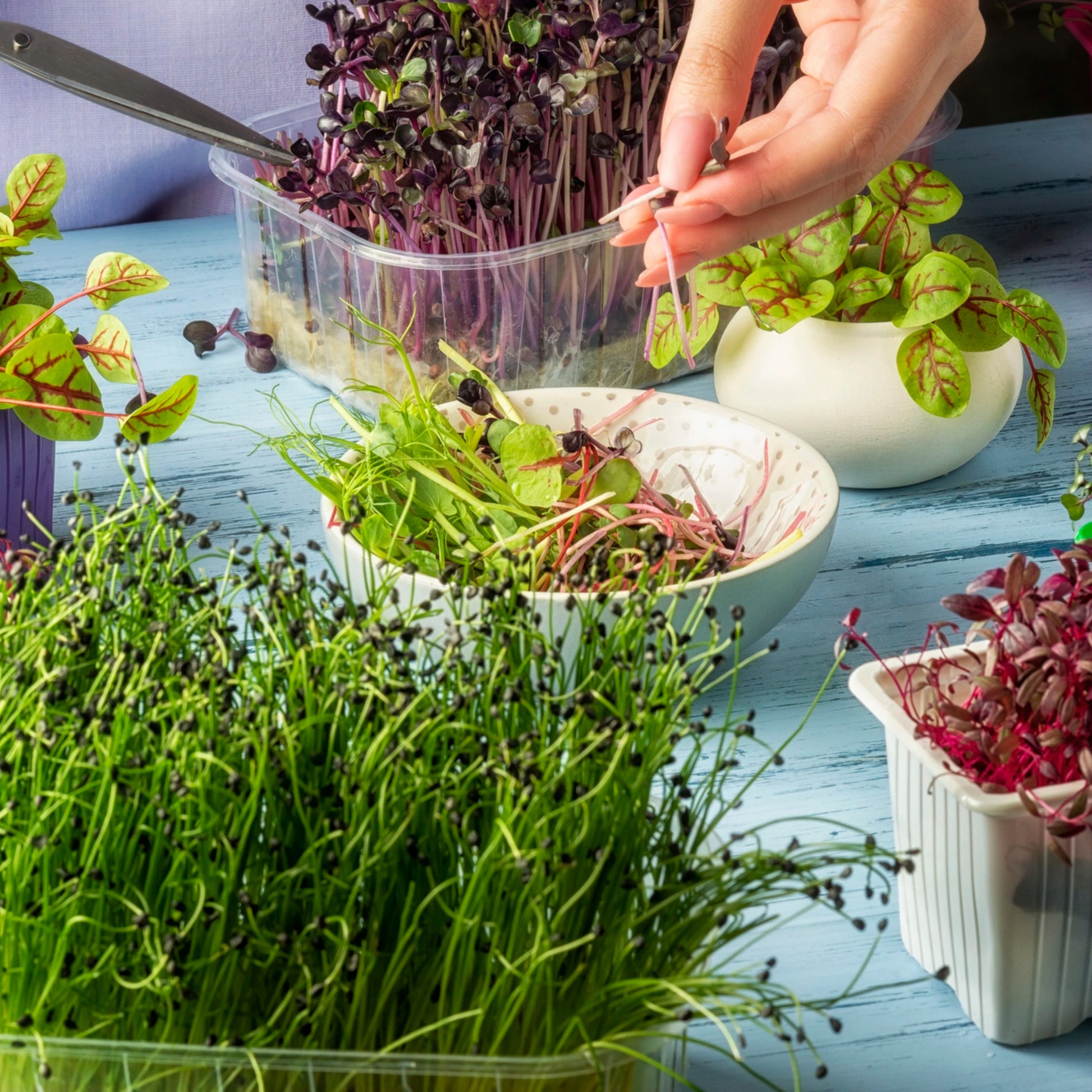 micro garden seeds Spicy Microgreen Seed Blend - Seeds - Non Gmo - Heirloom Seeds – Microgreen Seeds - Fresh USA Garden Seeds