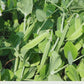 Alaska Pea Seeds - Non Gmo - Heirloom Seeds – Pea Seeds - Grow Your Own Food At Home! - Fast Growing Variety! Fresh Seeds!