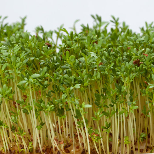 Alfalfa Microgreens - Organic Seeds - Non Gmo - Heirloom Seeds – Microgreen Seeds - Fresh USA Garden Seeds - Grows Fast