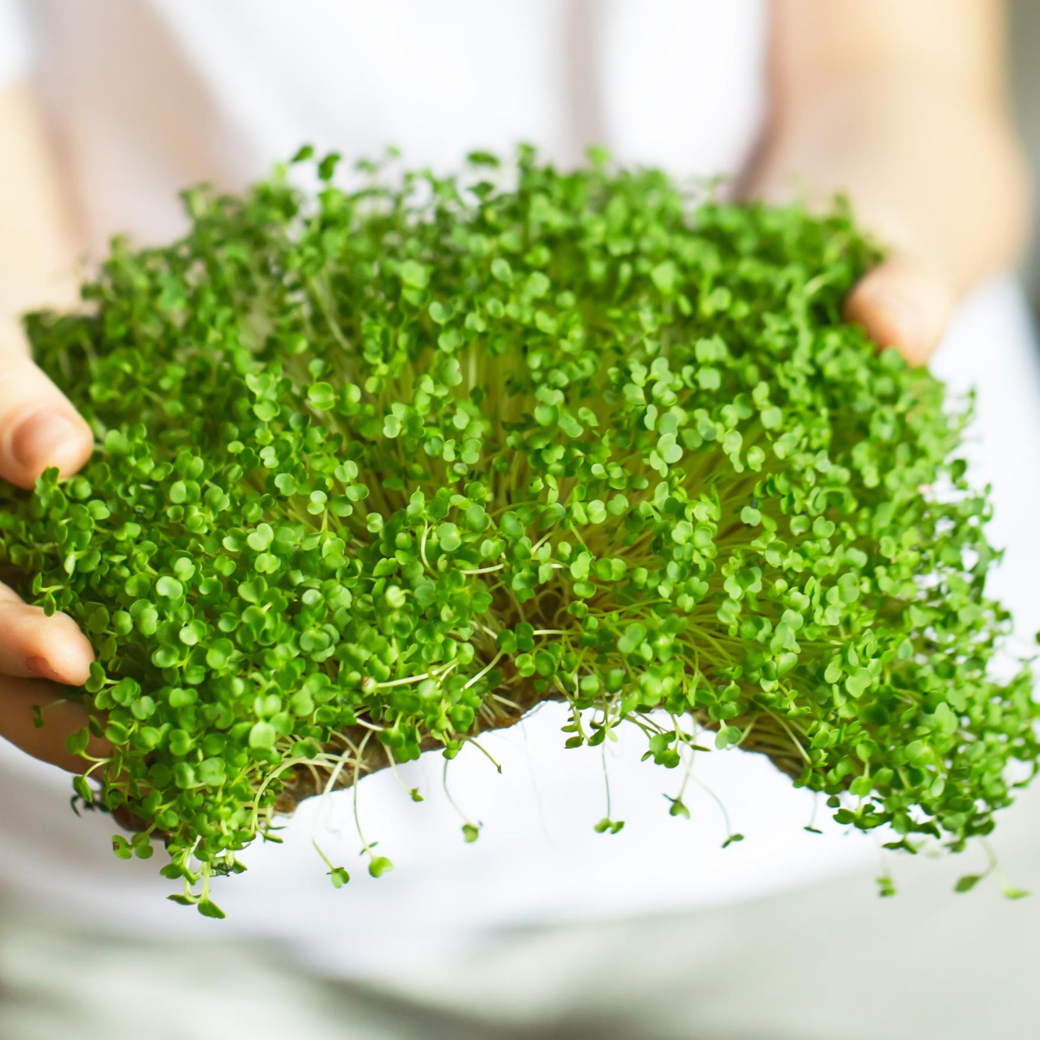 Arugula Microgreen Seeds - Organic - Non Gmo - Heirloom Seeds – Microg