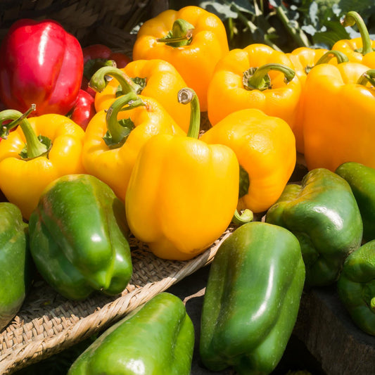 Assorted Bell Peppers - Seeds - Organic - Non Gmo - Heirloom Seeds – Vegetable Seeds - USA Garden Seeds