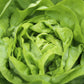 Bibb Lettuce - Seeds - Organic - Non Gmo - Heirloom Seeds – Vegetable Seeds - USA Garden Seeds