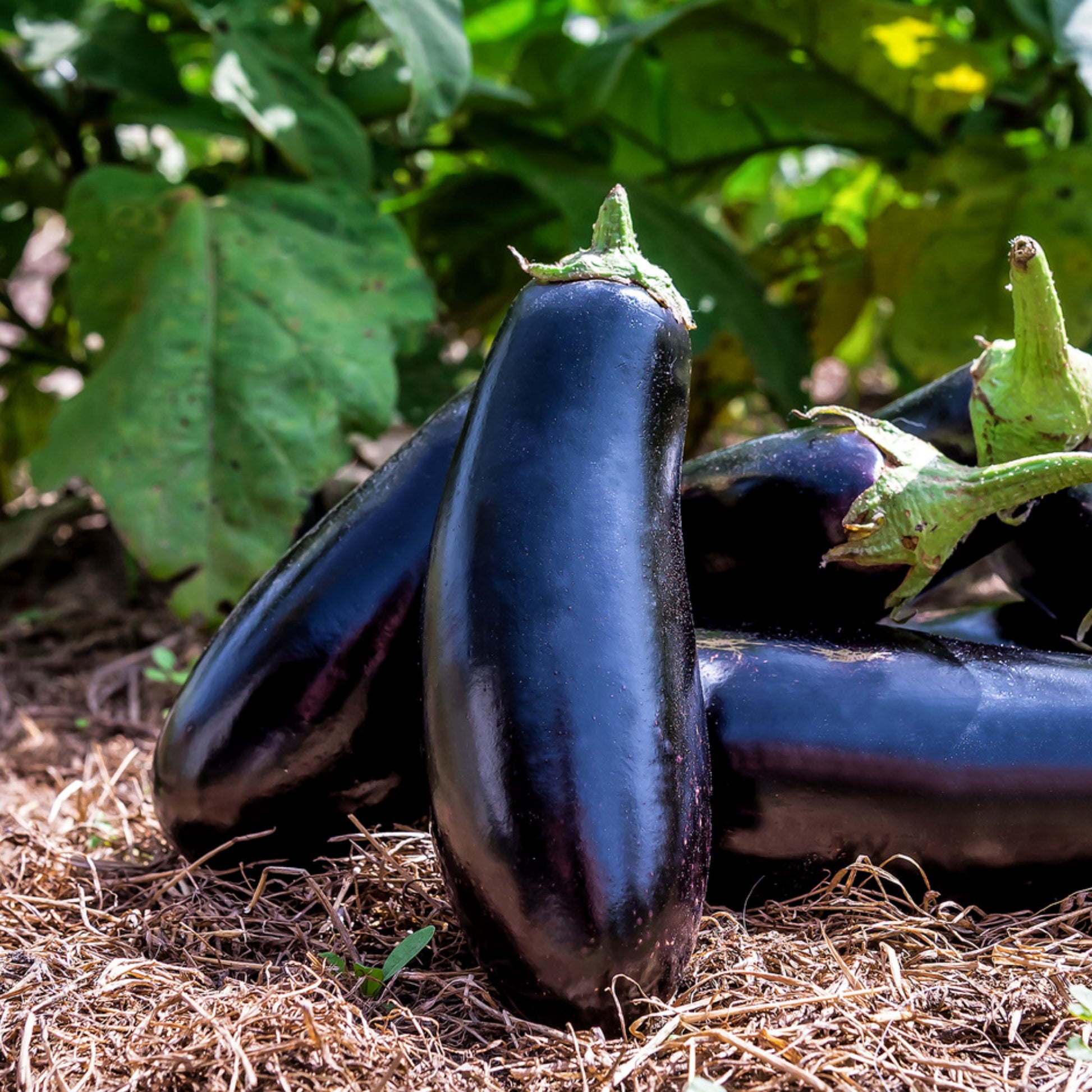 eggplant seeds for planting Black Beauty Eggplant Seeds - Organic - Non Gmo