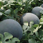Black Diamond Watermelon - Seeds - Non Gmo - Heirloom Seeds – Fruit Seeds - Grow Your Own Food At Home! - Fast Growing Variety!