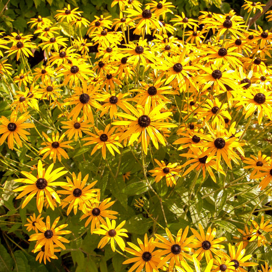 Black Eyed Susan Flowers - Seeds - Organic - Non Gmo - Heirloom Seeds – Flower Seeds - USA Garden Seeds