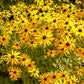 Black Eyed Susan Flowers - Seeds - Organic - Non Gmo - Heirloom Seeds – Flower Seeds - USA Garden Seeds