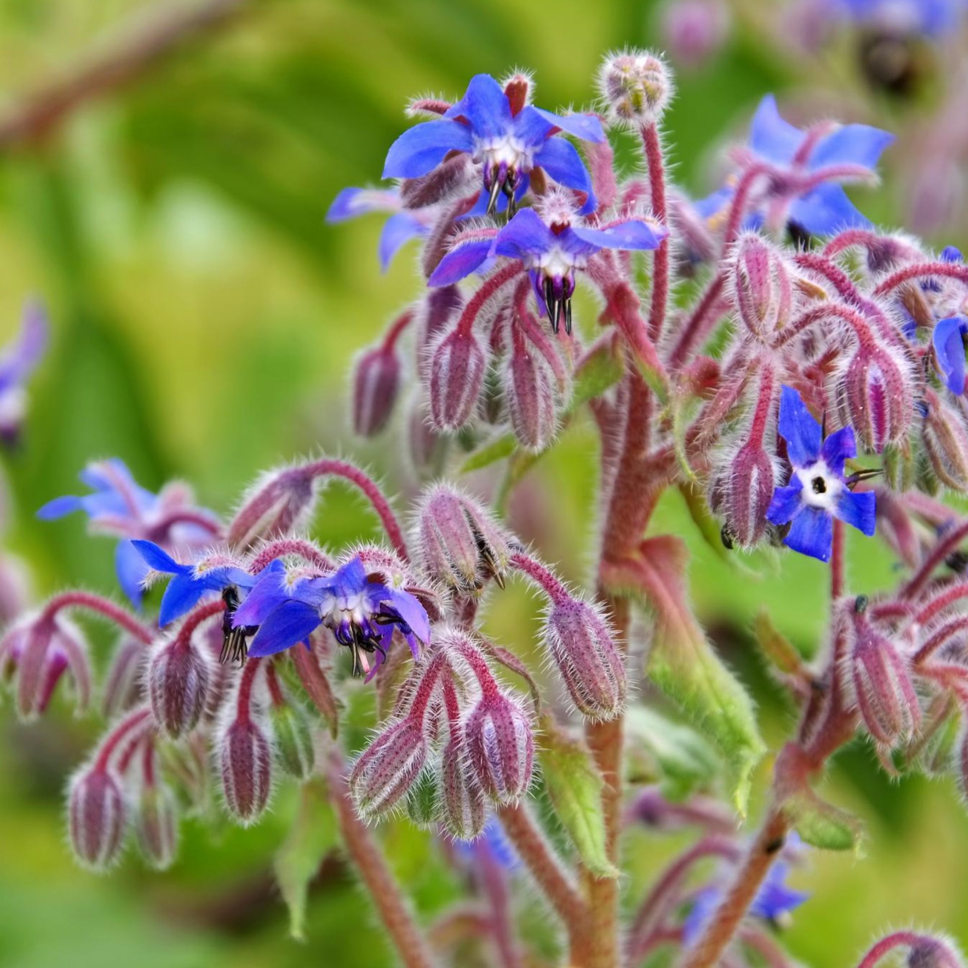 Borage Herb
