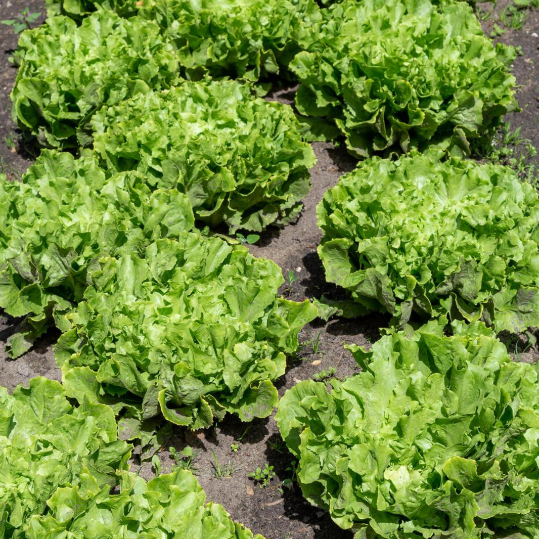 Hydroponic Seeds – Back To Nature Company