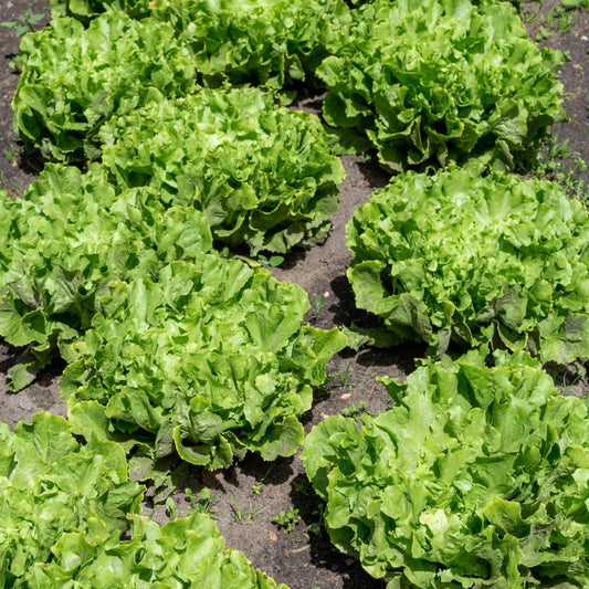 Broadleaf Endive Lettuce - Seeds - Organic - Non Gmo - Heirloom Seeds – Vegetable Seeds - USA Garden Seeds