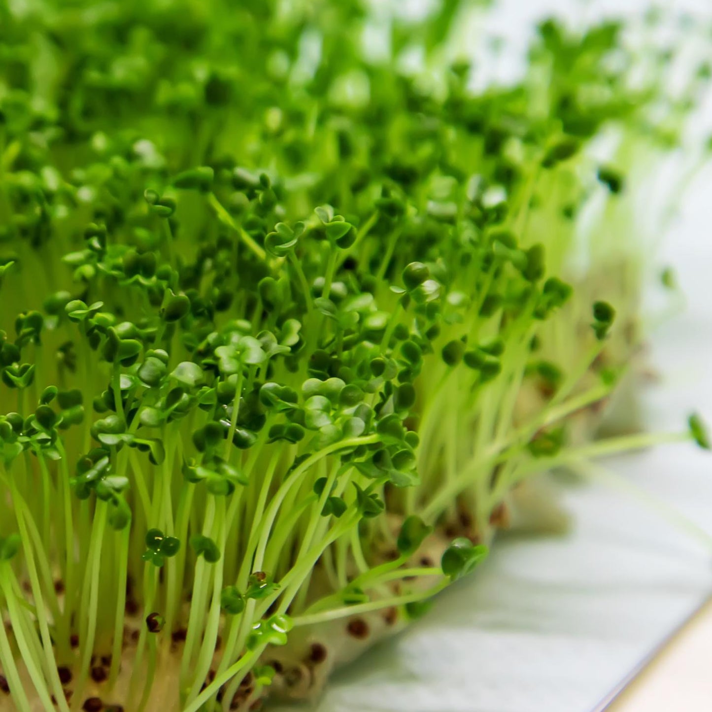 Broccoli Microgreen Seeds - Organic Seeds - Non Gmo - Heirloom Seeds – Microgreen Seeds - Fresh USA Seeds - Grows Fast