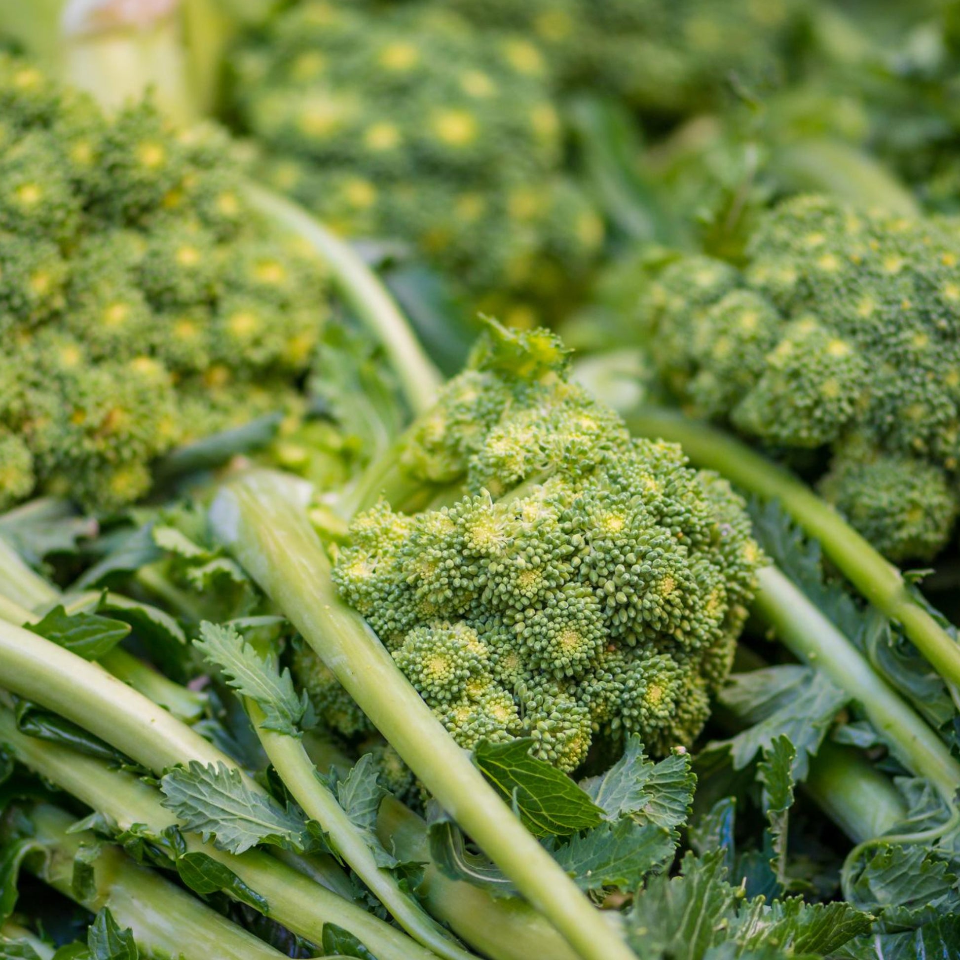 Broccoli Rabe Rappini - Seeds - Organic - Non Gmo - Heirloom Seeds – Vegetable Seeds - USA Garden Seeds 