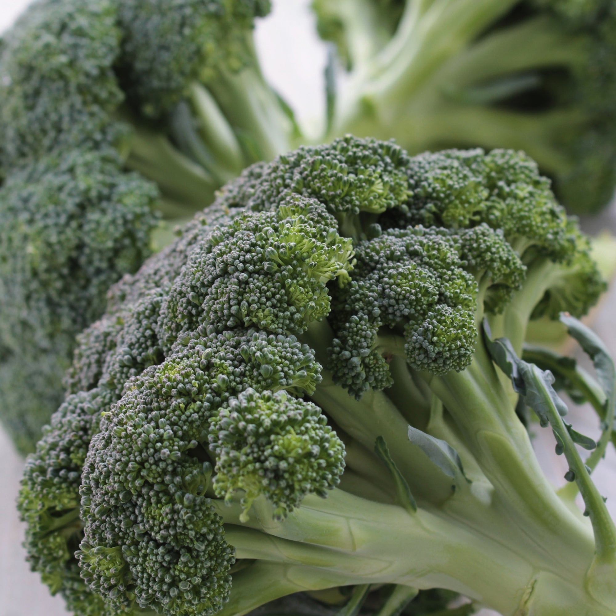 Broccoli Seeds Organic Non Gmo Heirloom Seeds Vegetable Seeds Back To Nature Company