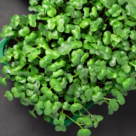 Cabbage Microgreen Seeds - Organic Seeds - Non Gmo - Heirloom Seeds – Microgreen Seeds - Grows Fast - Fresh Seeds