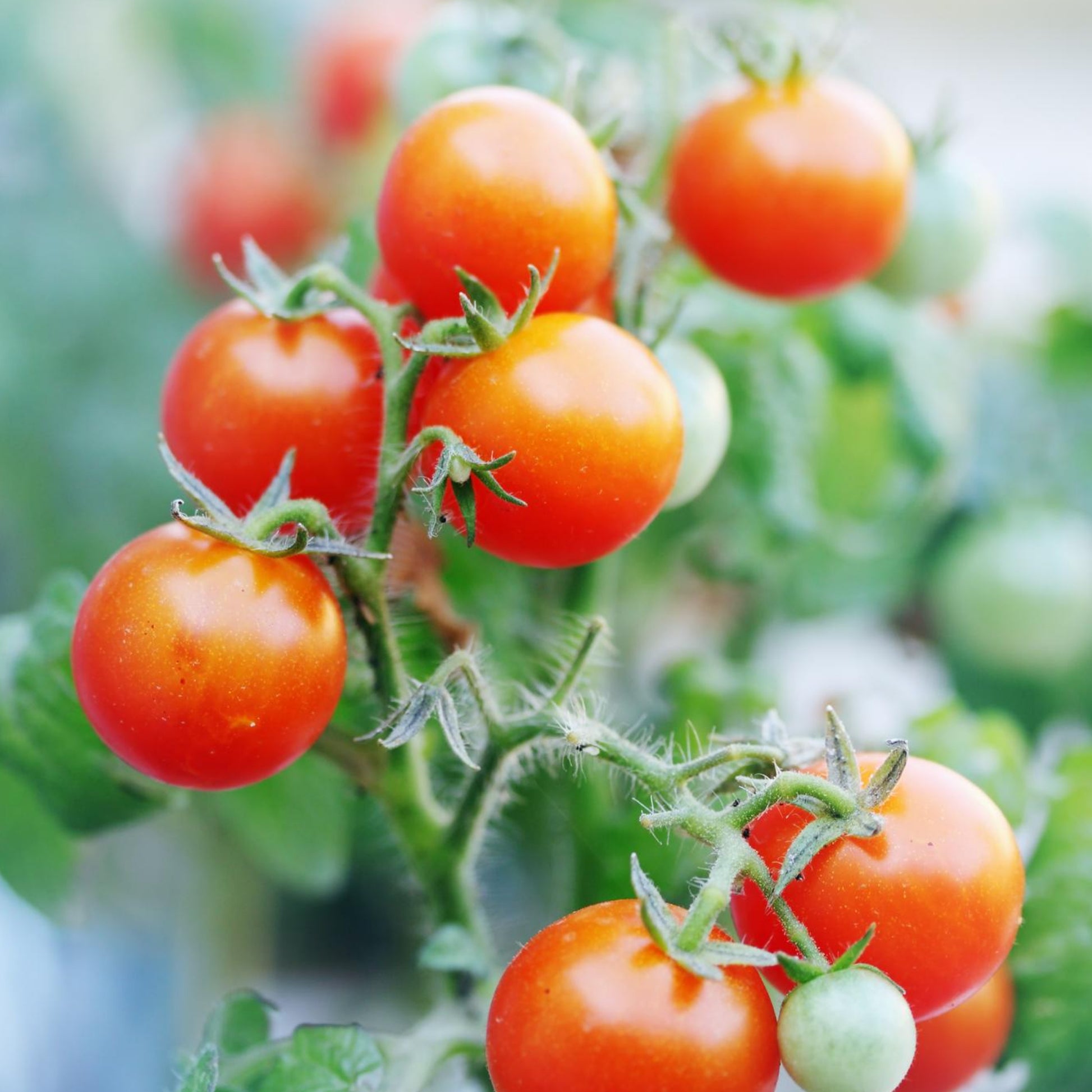 Cherry Tomatoes - Seeds - Organic - Non Gmo - Heirloom Seeds – Vegetable Seeds - USA Garden Seeds 