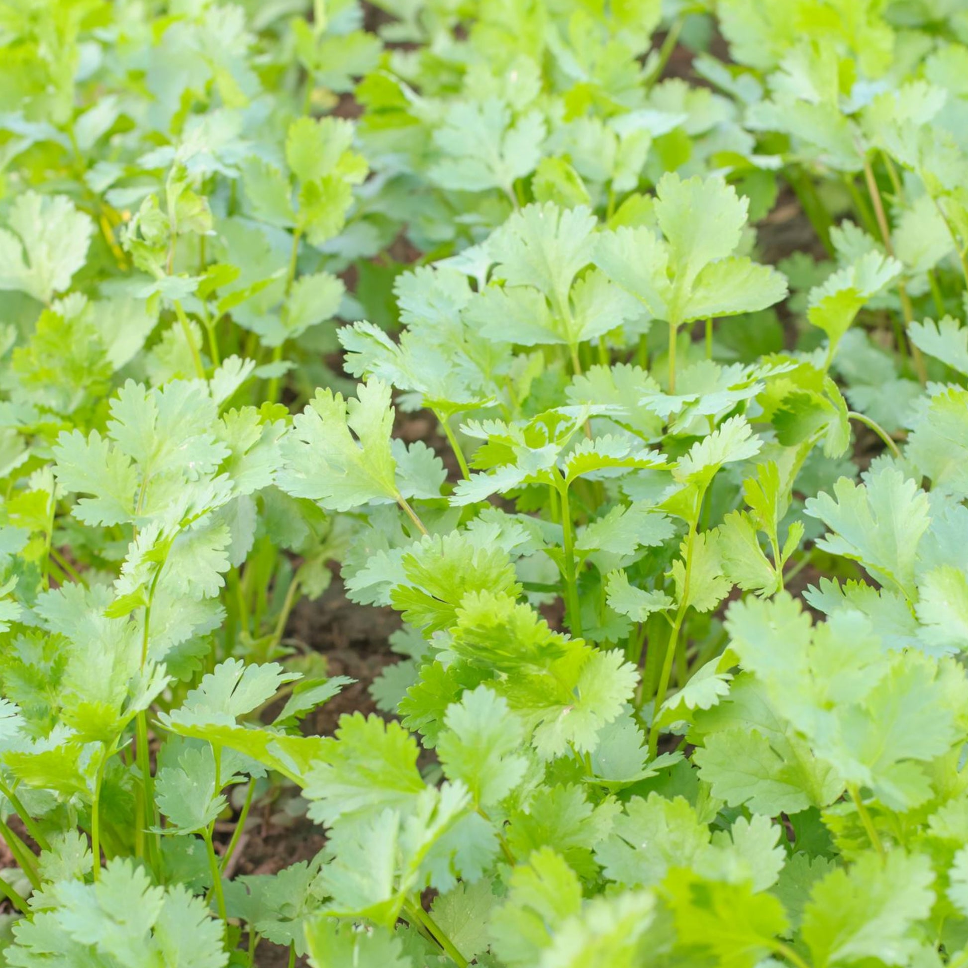 organic coriander seeds for planting Coriander Seeds - Organic - Non Gmo - Heirloom Seeds – Herb Seeds