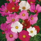 Cosmos Sensational Flower Mix - Seeds - Organic - Non Gmo - Heirloom Seeds – Flower Seeds - USA Garden Seeds