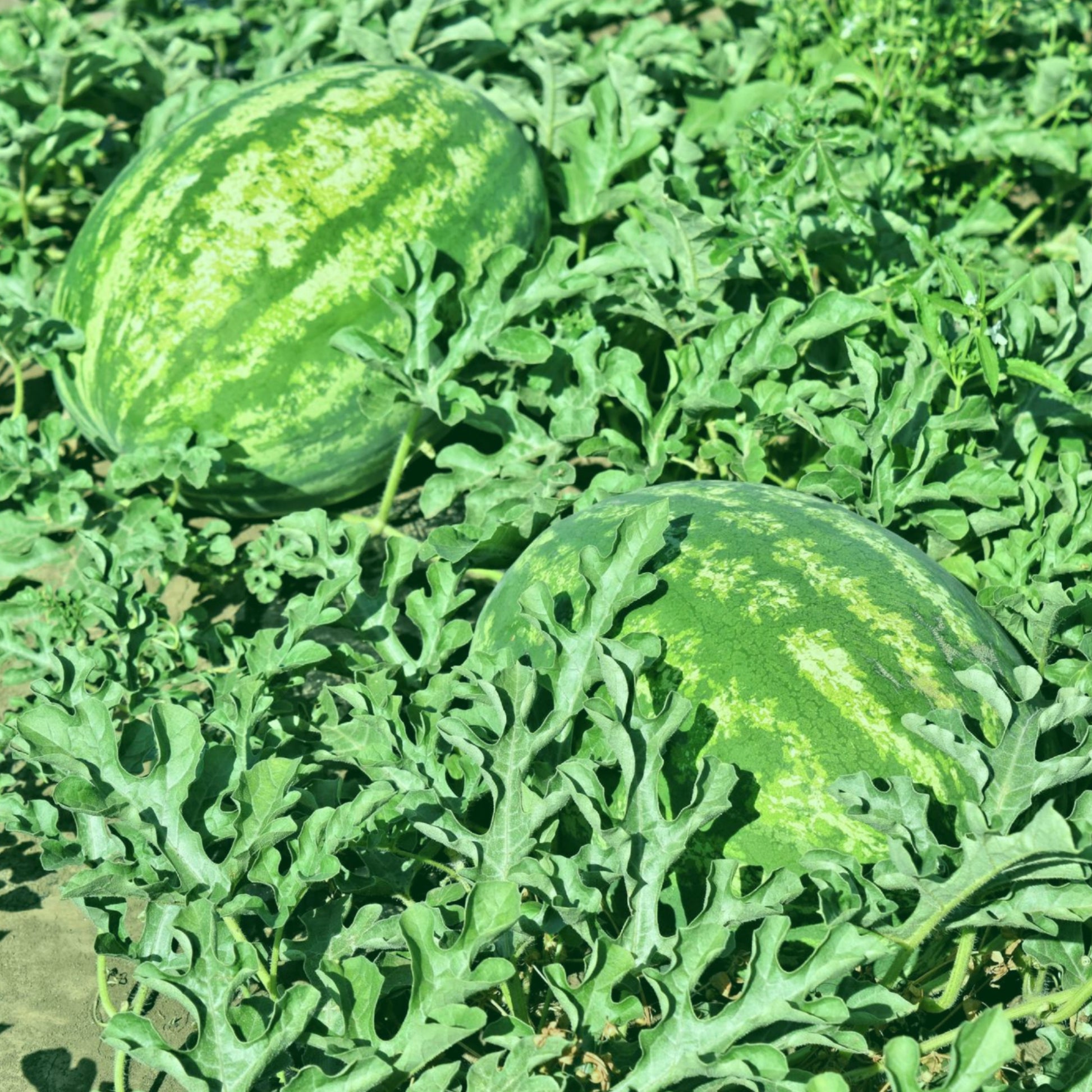 planting crimson sweet watermelon seeds Crimson Sweet Watermelon - Seeds - Non Gmo - Heirloom Seeds – Watermelon Seeds - Grow Your Own Food At Home!