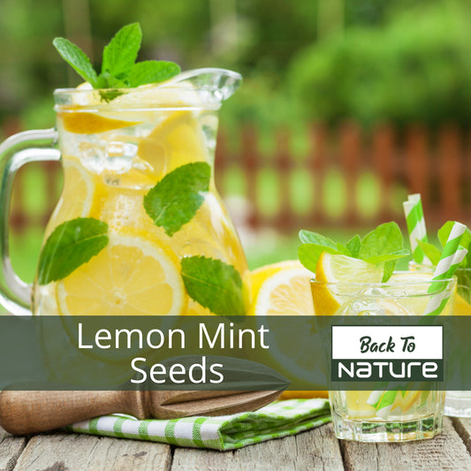 Lemon Mint - Seeds - Organic - Non Gmo - Heirloom Seeds – Herb Seeds - USA Garden Seeds