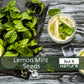 Lemon Mint - Seeds - Organic - Non Gmo - Heirloom Seeds – Herb Seeds - USA Garden Seeds