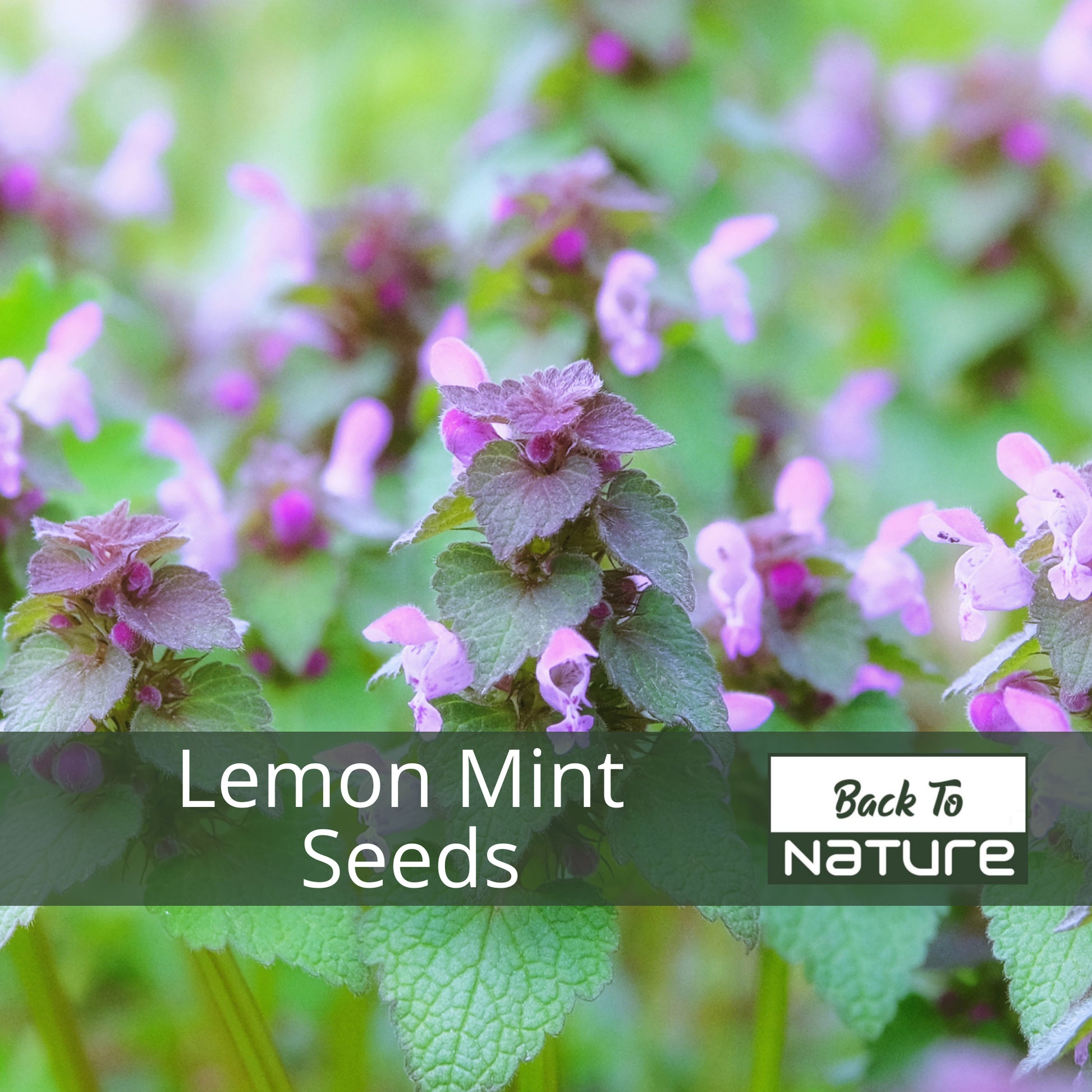 planting lemon mint seeds Lemon Mint - Seeds - Organic - Non Gmo - Heirloom Seeds – Herb Seeds