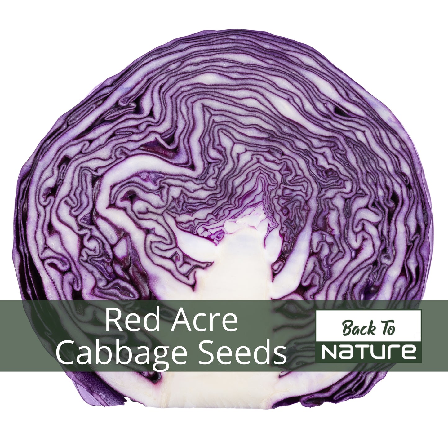 Red Acre Cabbage - Seeds - Organic - Non Gmo - Heirloom Seeds – Vegetable Seeds - USA Garden Seeds