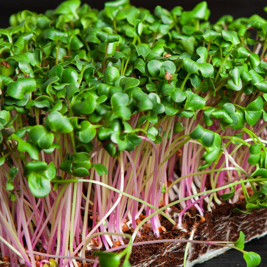 Dark Leafy Greens Microgreens - Seed Blend - Organic & Non Gmo - Heirloom Seeds – Microgreen Seeds - Grow Your Own Microgreens!