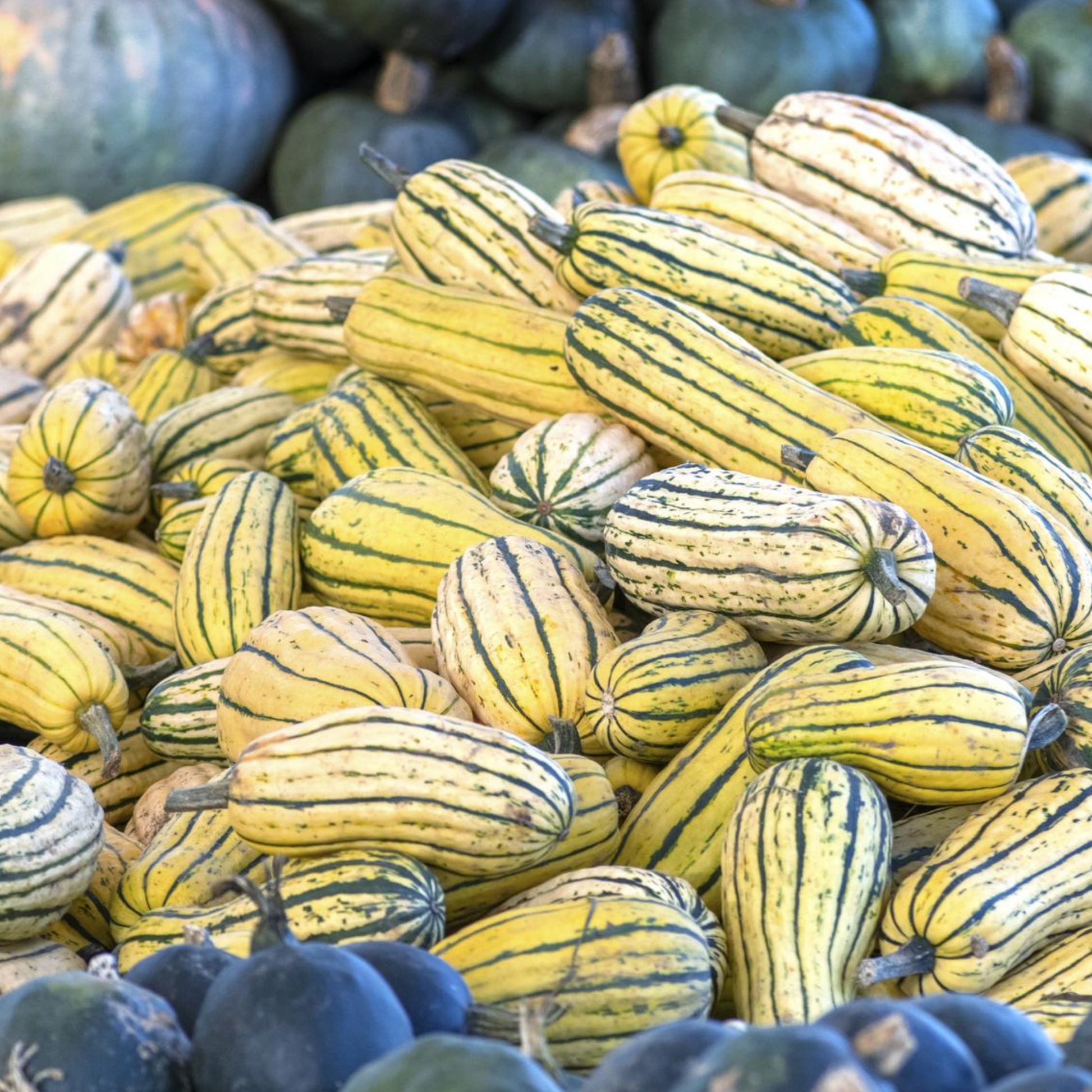 usa garden seeds Delicata Squash - Seeds - Organic - Non Gmo - Heirloom Seeds – Vegetable Seeds