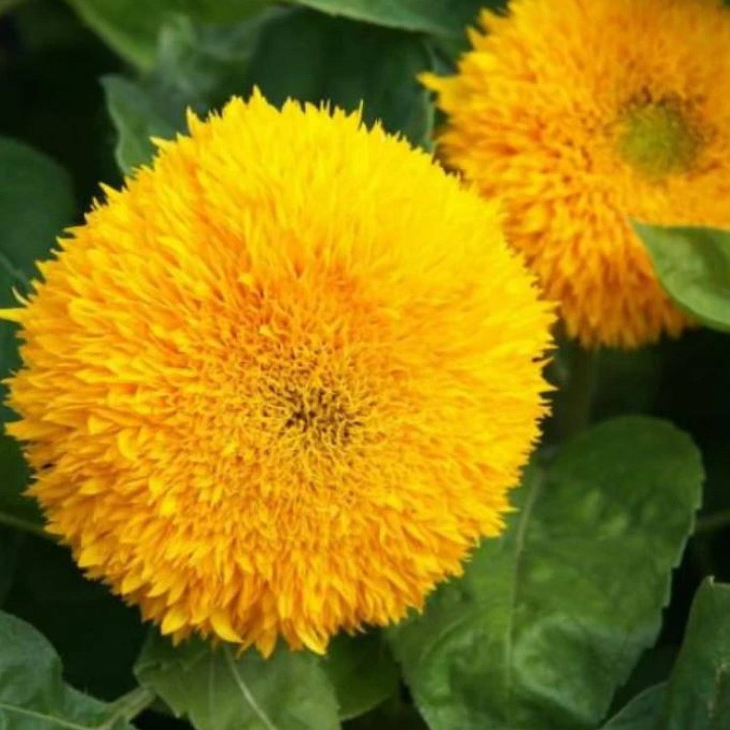 Dwarf Gold Sunflowers - Seeds - Organic - Non Gmo - Heirloom Seeds – Flower Seeds - USA Garden Seeds