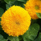 Dwarf Gold Sunflowers - Seeds - Organic - Non Gmo - Heirloom Seeds – Flower Seeds - USA Garden Seeds