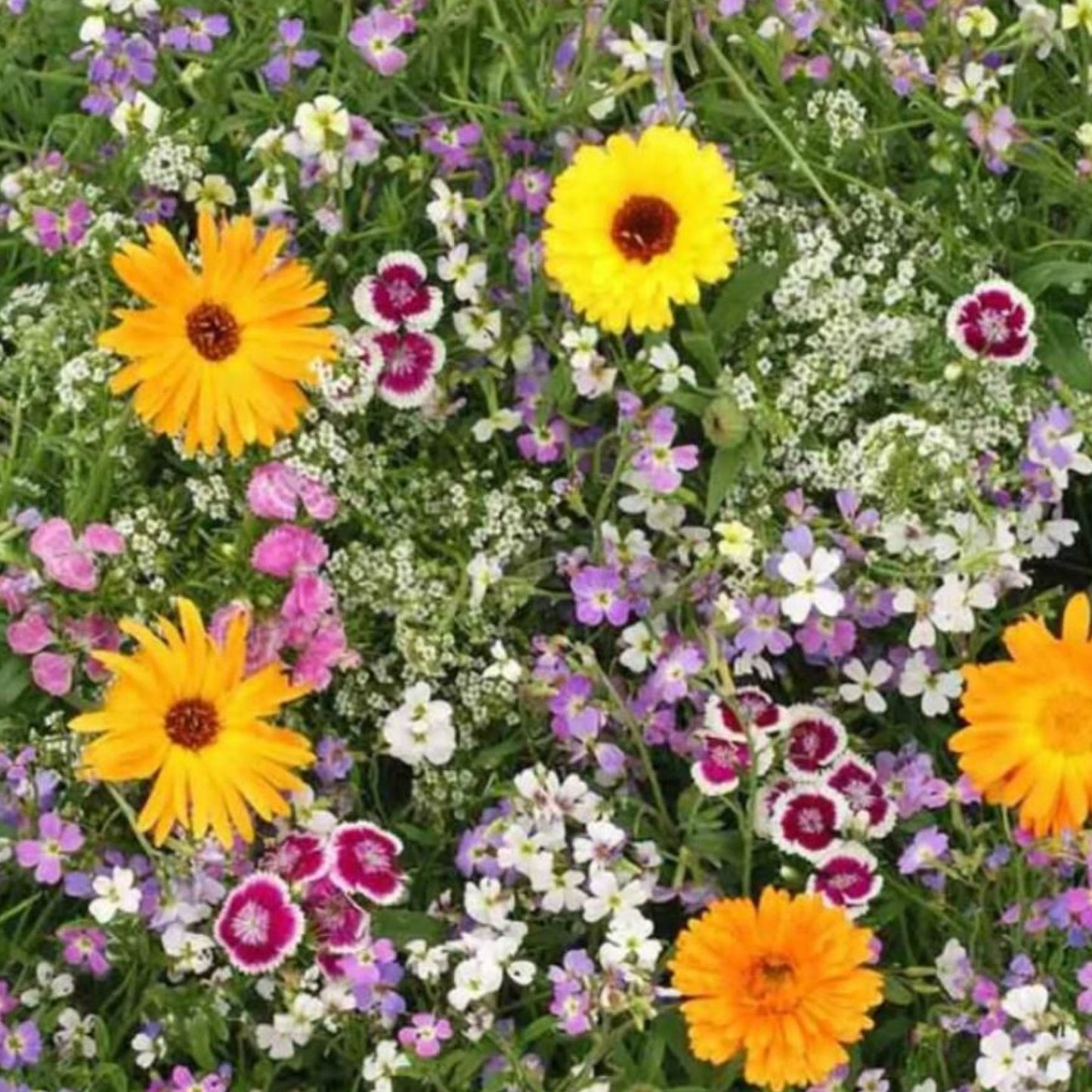 Fragrant Flowers Blend - Seeds - Organic - Non Gmo - Heirloom Seeds – Flower Seeds - USA Garden Seeds