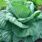 Giant Cabbage - Seeds - Organic - Non Gmo - Heirloom Seeds – Vegetable Seeds - USA Garden Seeds