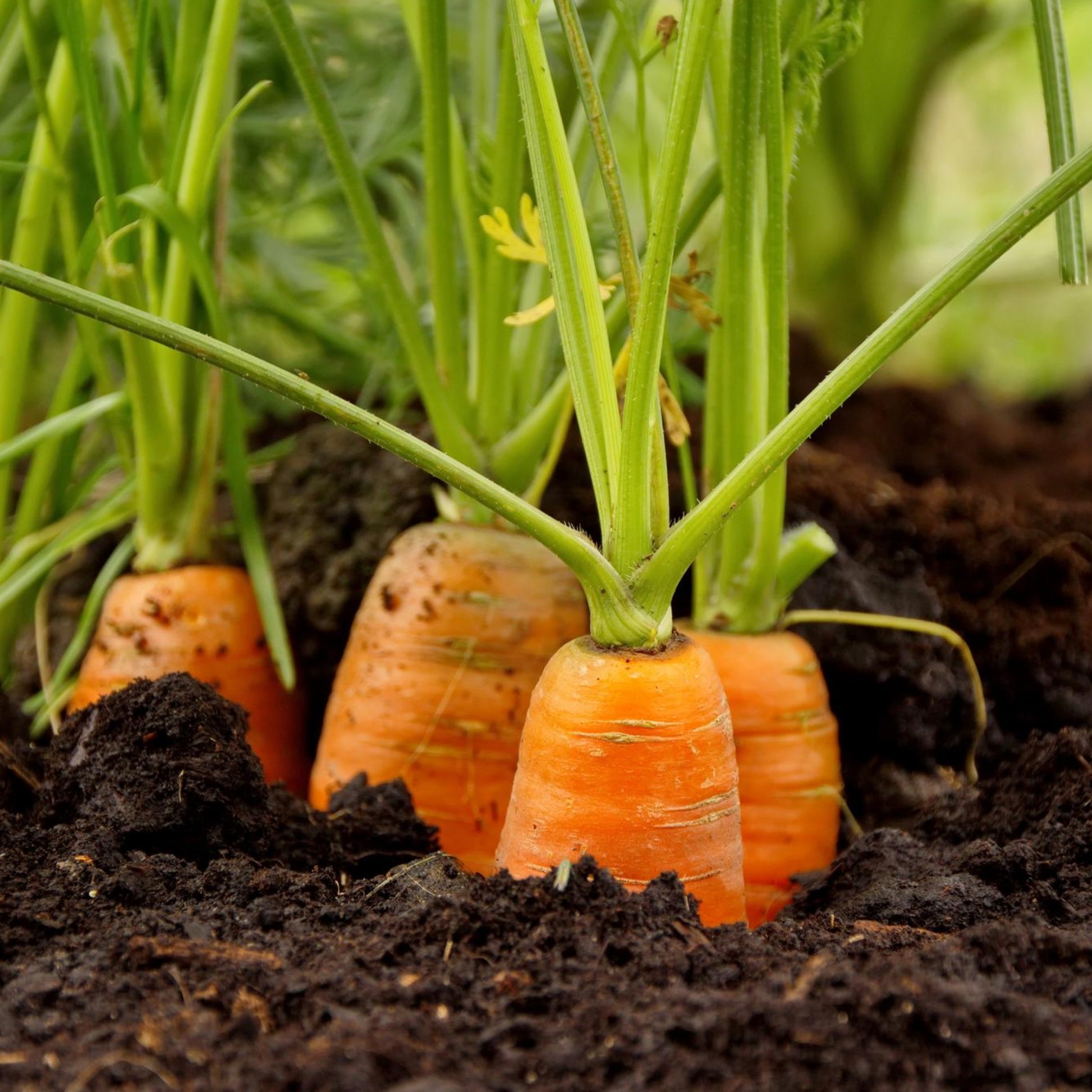 Giant Carrots - Seeds - Organic - Non Gmo - Heirloom Seeds – Vegetable Seeds - USA Garden Seeds  