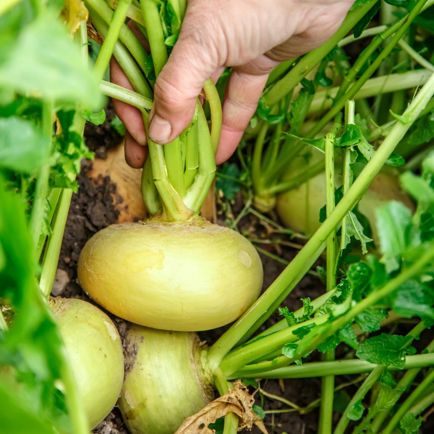 Golden Turnips - Seeds - Organic - Non Gmo - Heirloom Seeds – Vegetable Seeds - USA Garden Seeds  