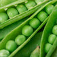 Green Arrow Peas - Seeds - Non Gmo - Heirloom Seeds – Pea Seeds - Grow Your Own Food At Home! - Fast Growing Variety!