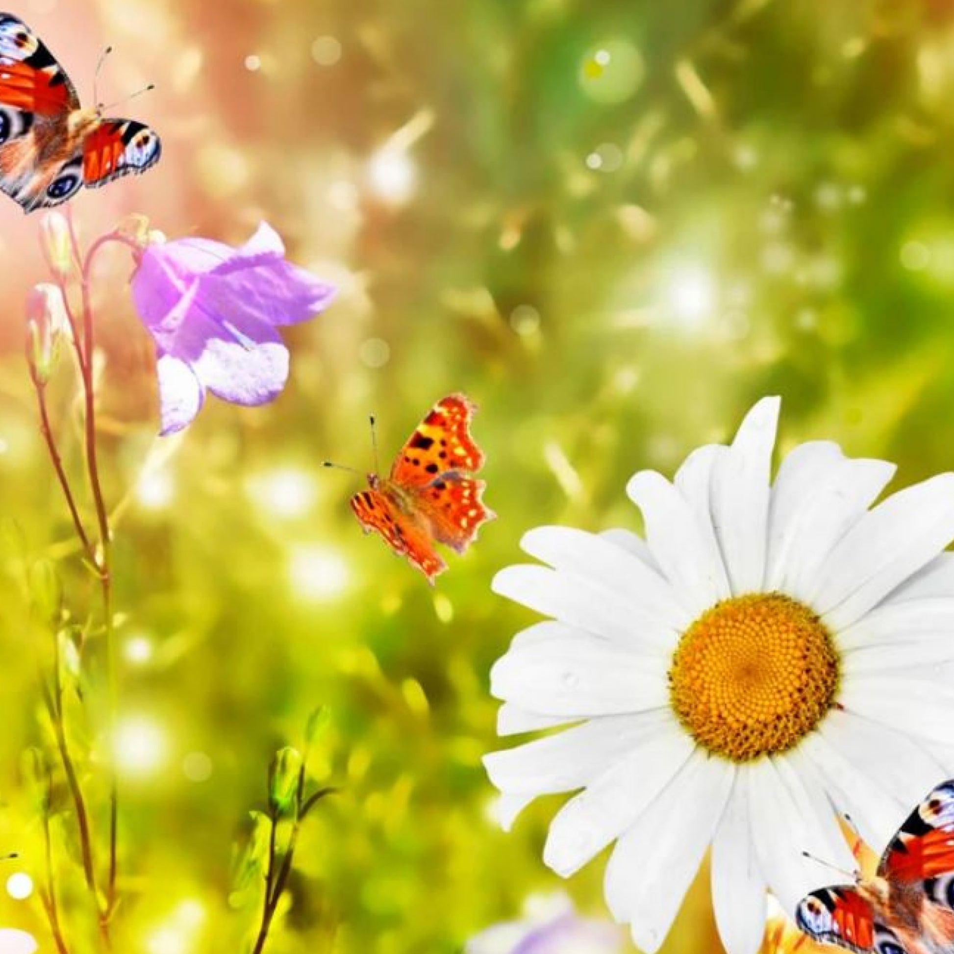 butterfly flower seeds mix Hummingbird & Butterfly Flower Mix - Seeds - Organic - Non Gmo - Heirloom Seeds – Flower Seeds
