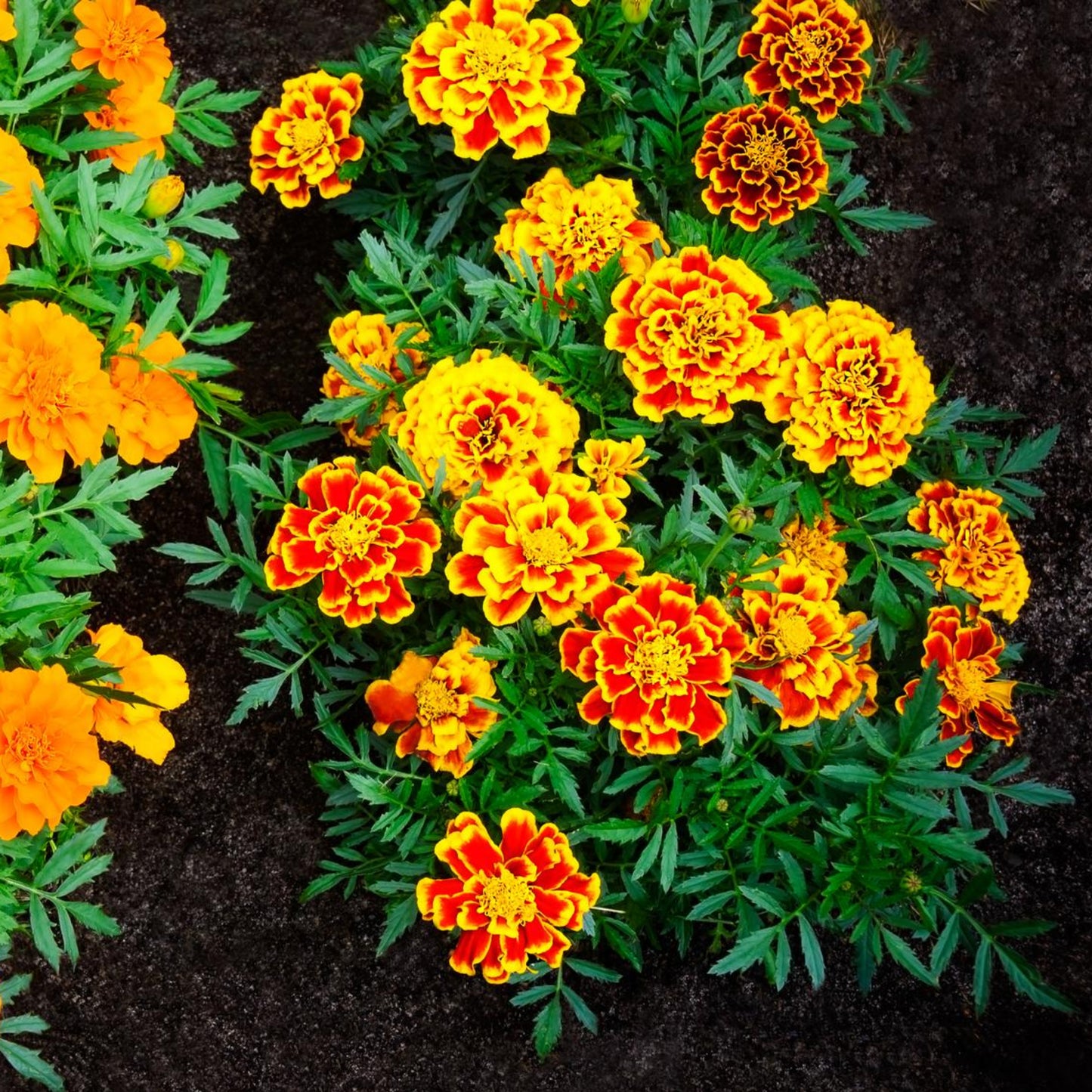 Jumbo Marigold Crackerjack Mixed Flowers - Seeds - Organic - Non Gmo - Heirloom Seeds – Flower Seeds - USA Garden Seeds 