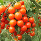 Large Red Cherry Tomatoes - Seeds - Organic - Non Gmo - Heirloom Seeds – Vegetable Seeds - USA Garden Seeds