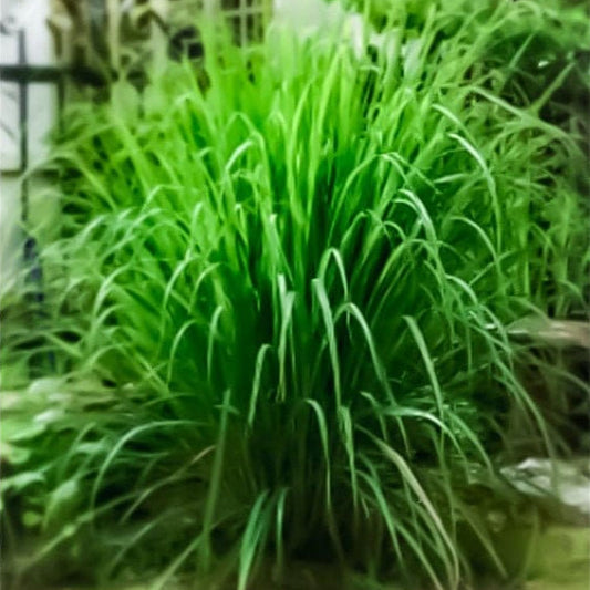 Lemongrass Seeds - Non Gmo - Heirloom Seeds – Herb Seeds - Grow Your Own Herbs At Home! - Natural Mosquito Repellent - Fast Shipping!