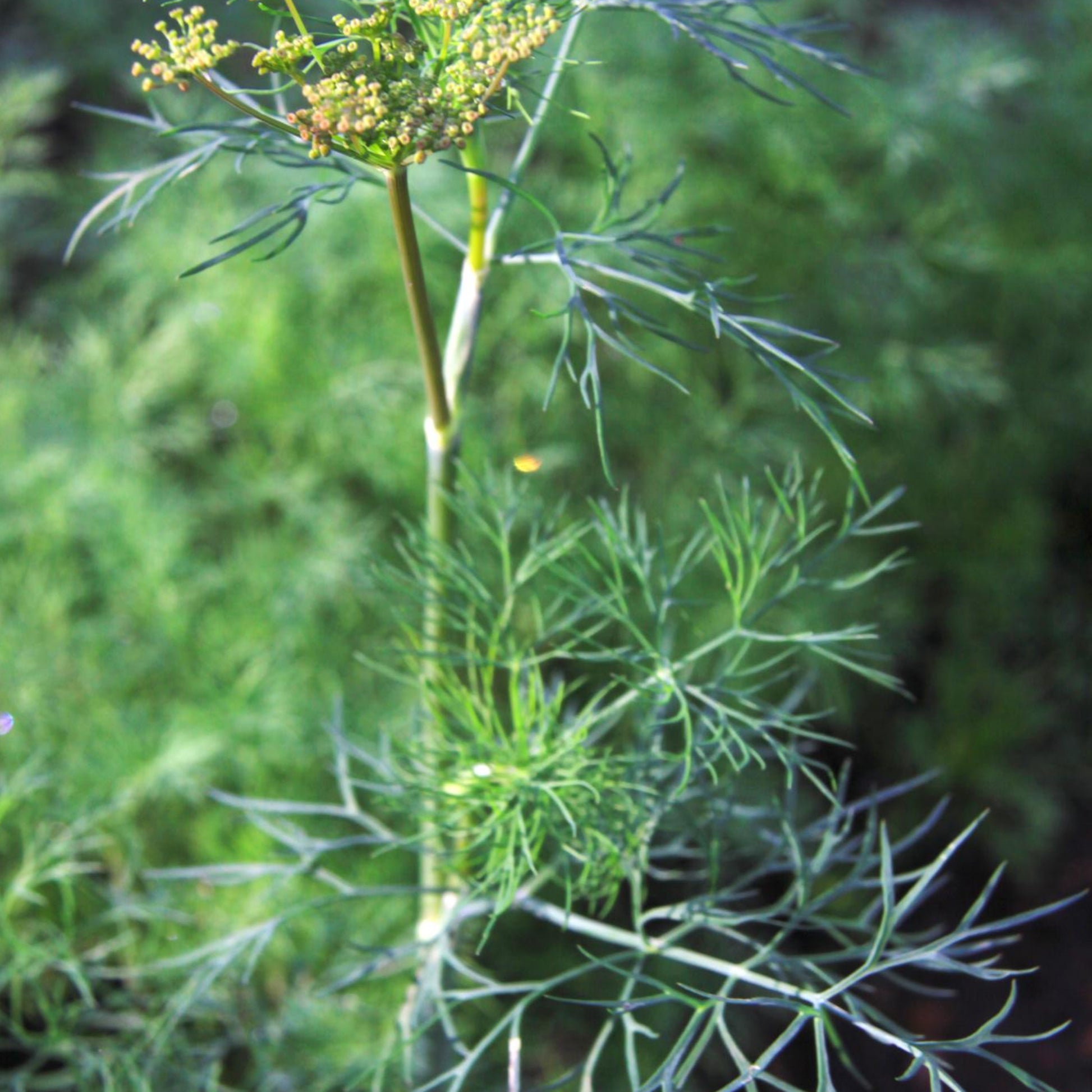 garden dill seeds Mammoth Dill - Seeds - Organic - Non Gmo