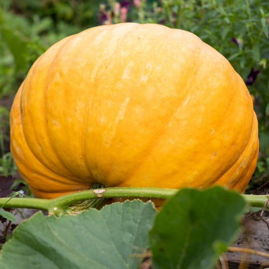Mammoth Gold Pumpkins - Seeds - Non Gmo - Heirloom Seeds – Pumpkin Seeds - Grow Your Own Food At Home! - Fast Growing Variety!