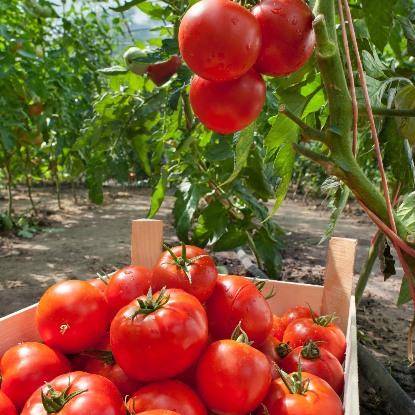 Marglobe Tomatoes - Seeds - Organic - Non Gmo - Heirloom Seeds – Vegetable Seeds - USA Garden Seeds