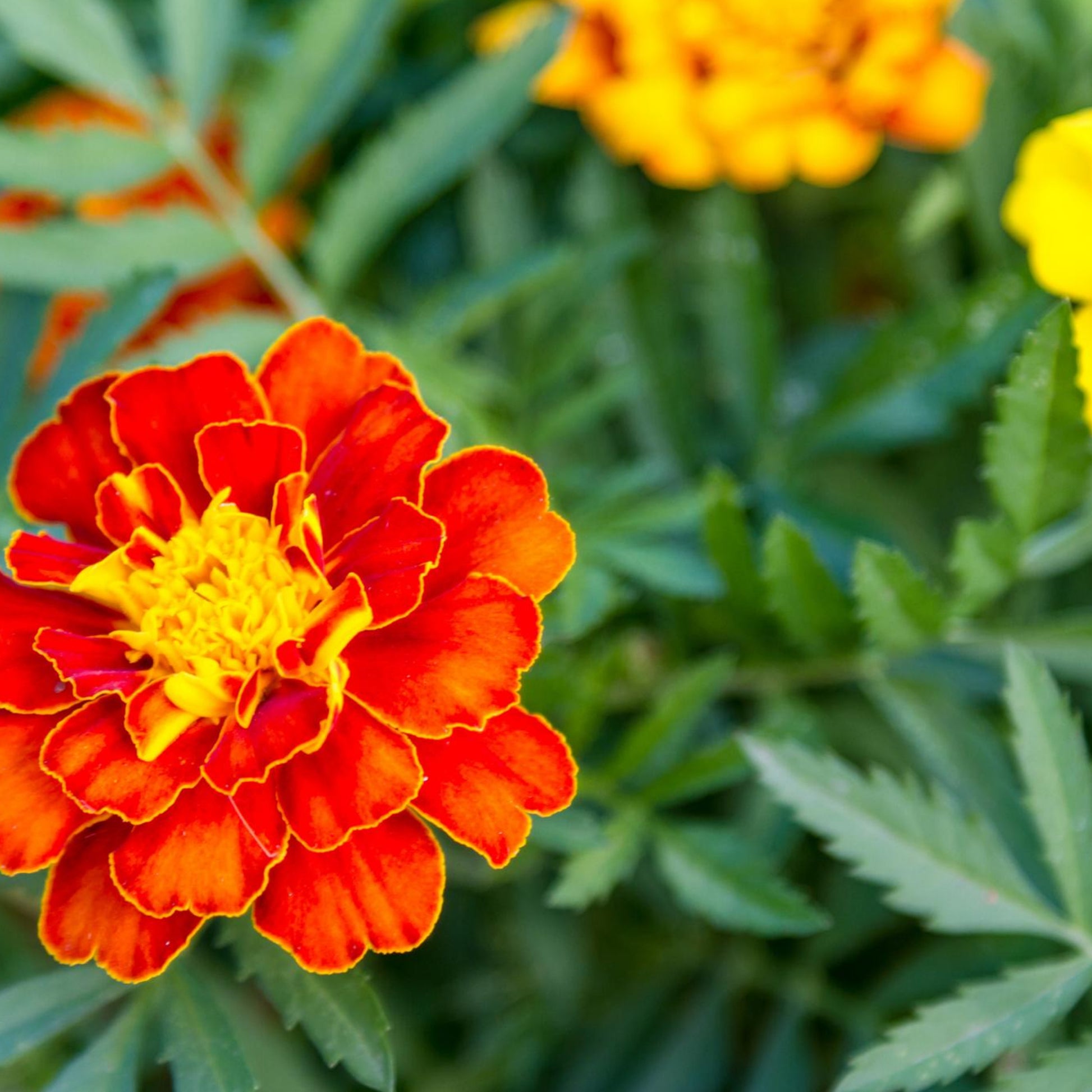 Marigold Sparky Mix Flowers - Seeds - Organic - Non Gmo - Heirloom Seeds – Flower Seeds - USA Garden Seeds