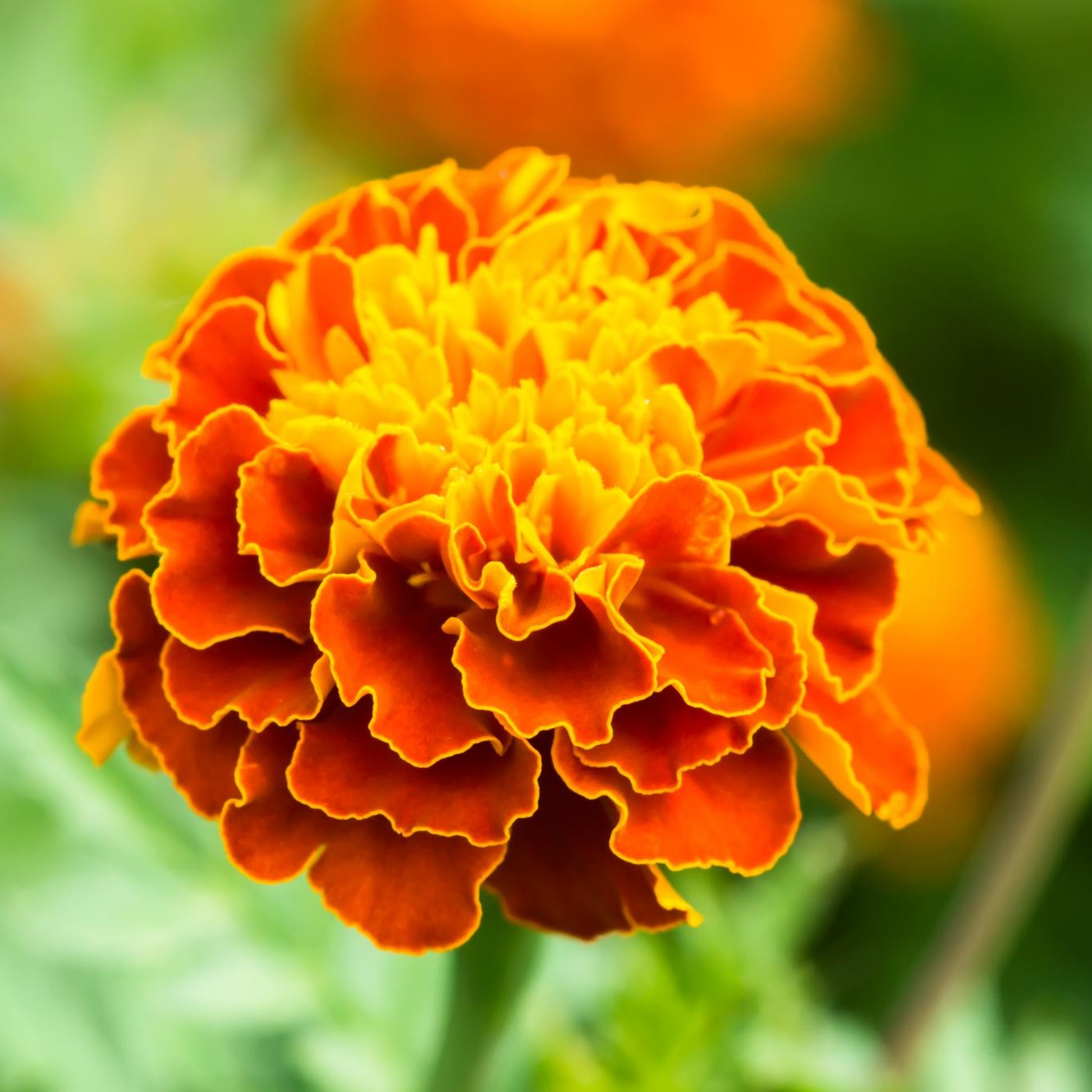 heirloom flower seed companies Marigold Sparky Mix Flowers - Seeds - Organic - Non Gmo - Heirloom Seeds – Flower Seeds