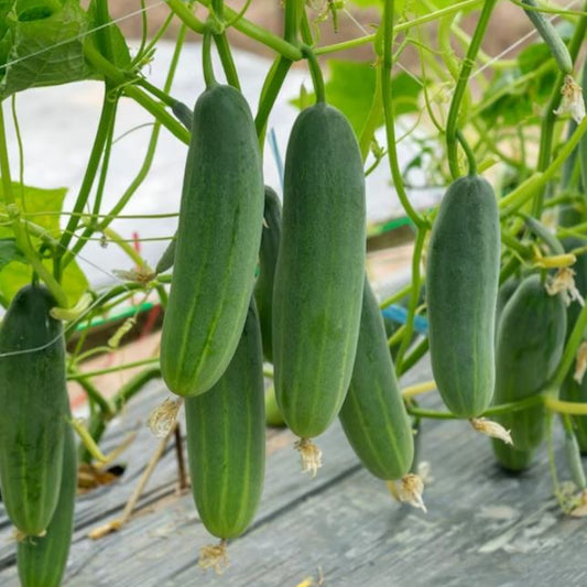 Marketer Cucumbers - Seeds - Organic - Non Gmo - Heirloom Seeds – Vegetable Seeds - USA Garden Seeds