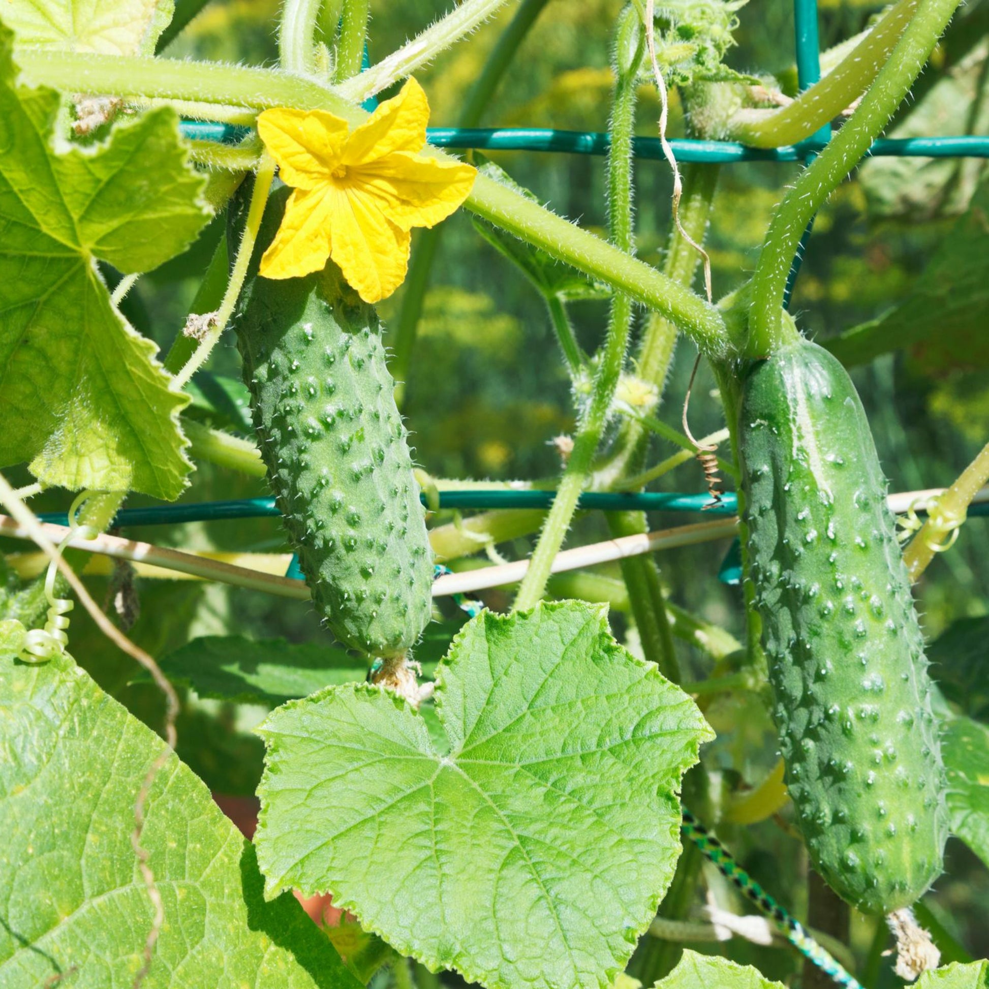 National Pickling Cucumbers - Seeds - Organic - Non Gmo - Heirloom Seeds – Vegetable Seeds - USA Garden Seeds  