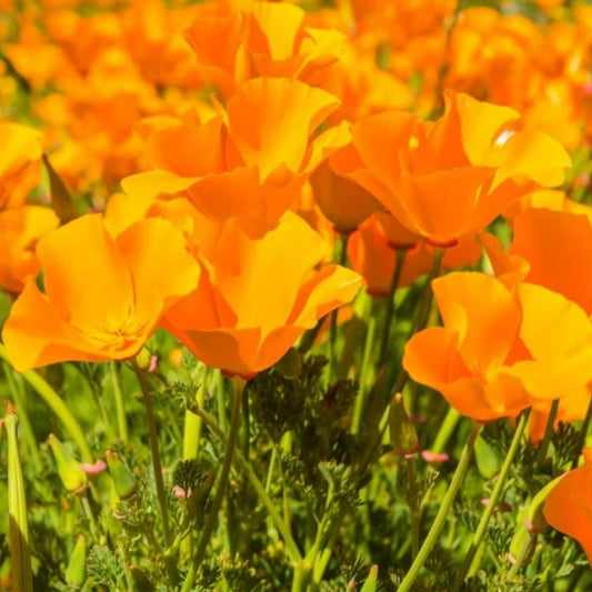 California Orange Poppy Seeds - Organic - Non Gmo - Heirloom Seeds – Flower Seeds - USA Garden Seeds